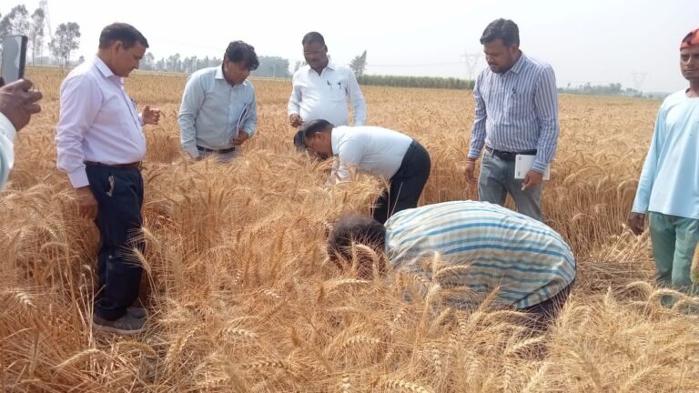 जिलाधिकारी ने गेहूं की फसल की कटाई कर क्रॉप कटिंग का किया निरीक्षण