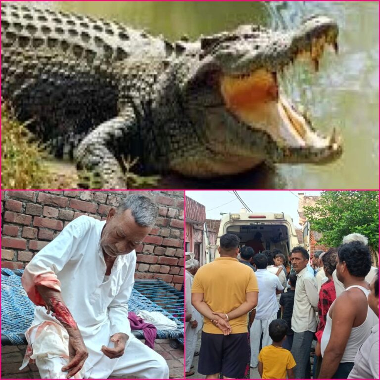 तालाब किनारे मगरमच्छ ने ग्रामीण पर किया जानलेवा हमला, गांव में फैली दहशत