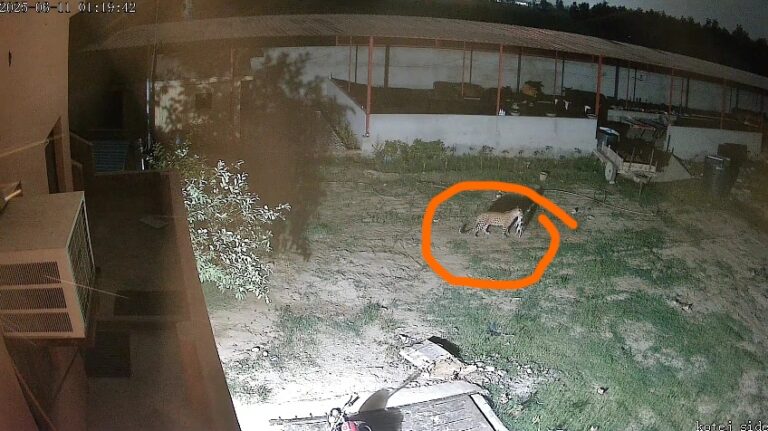 फेरुपुर में गुलदार का आतंक: सीताराम गौशाला पर फिर हमला, दहशत में ग्रामीण