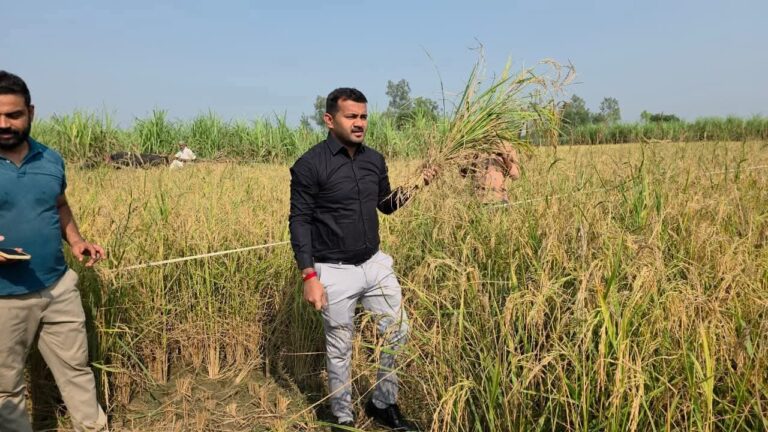 “रुड़की के एसडीएम ने खुद थामी दरांती: खेत में उतर कर की धान की फसल कटाई, किसानों से ली जमीनी हकीकत की जानकारी”