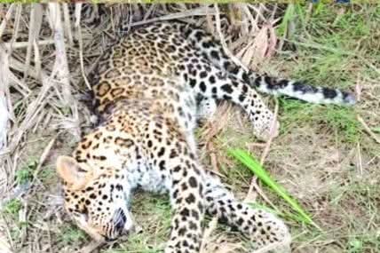 “लक्सर में सनसनीखेज घटना: कुआंखेड़ा जंगल क्षेत्र में पुलिस पिकेट के पास गन्ने के खेत में संदिग्ध हालात में मिला नर गुलदार का शव, दहशत में ग्रामीण—मौत की वजह जानने में जुटा वन विभाग”