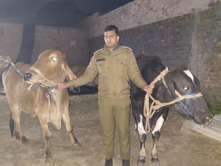 “लक्सर में गन्ने के खेत में चल रही थी खौफनाक गौकशी की साजिश, पुलिस की ताबड़तोड़ छापेमारी से दो गायों की बची जान; डेढ़ कुंतल गौमांस, खाल और अन्य पशु अंग बरामद, फरार आरोपियों की तलाश में लगातार दबिश”