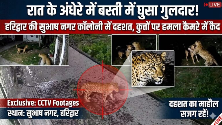 “रात के अंधेरे में बस्ती में घुसा गुलदार! हरिद्वार की सुभाष नगर कॉलोनी में दहशत, कुत्तों पर हमला कैमरे में कैद”