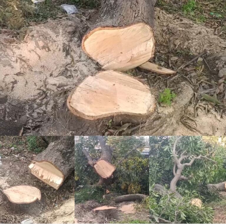 “मंगलौर में ‘आम की नगरी’ पर बेरहमी की आरी! एक के बाद एक उजड़ते बाग, तीन दर्जन पेड़ों का सफाया—प्रशासन की चुप्पी पर उठे बड़े सवाल, हरियाली बचाने को जनता का फूटा गुस्सा”