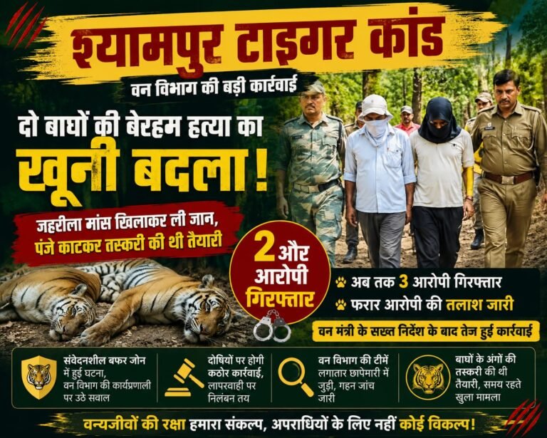 “भैंस के शिकार का लिया खूनी बदला! जहरीला मांस खिलाकर दो बाघों को मौत के घाट उतारा, पंजे काटकर तस्करी की थी तैयारी — वन मंत्री के दौरे के बाद श्यामपुर टाइगर कांड में ताबड़तोड़ कार्रवाई, दो और आरोपी गिरफ्तार”