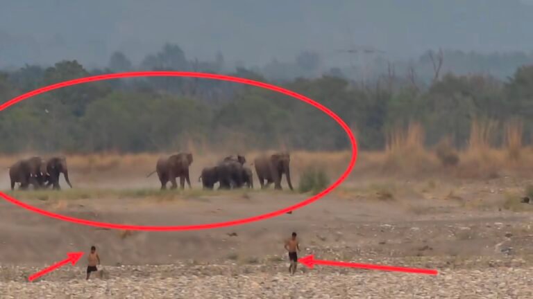 “रील और सेल्फी के चक्कर में दांव पर लगा दी जिंदगी! गंगा पार कर हाथियों के झुंड के बीच पहुंचे छह युवक, शिशु हाथियों को देख भड़के गजराज, फिर जान बचाने के लिए लगानी पड़ी दौड़, वायरल हुआ रोंगटे खड़े कर देने वाला वीडियो”