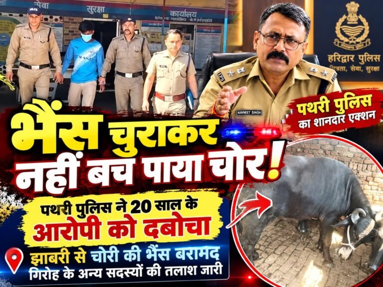 BIG BREAKING:: भैंस चुराकर नहीं बच पाया चोर! पथरी पुलिस ने 20 साल के आरोपी को दबोचा, झाबरी से चोरी की भैंस बरामद; साथियों की तलाश जारी